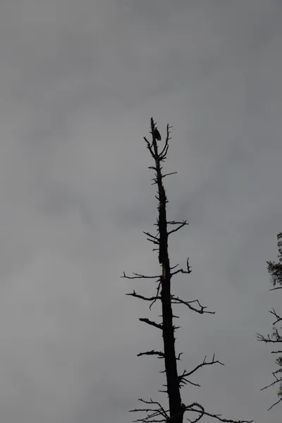 DSC_0174 (Large).JPG